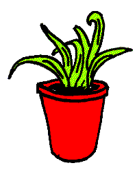 Amy's Plant Rufus